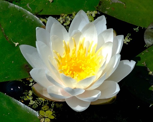 white lotus with golden eye